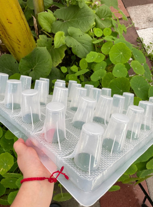 GELAPALETAS MOLD (25 cups)